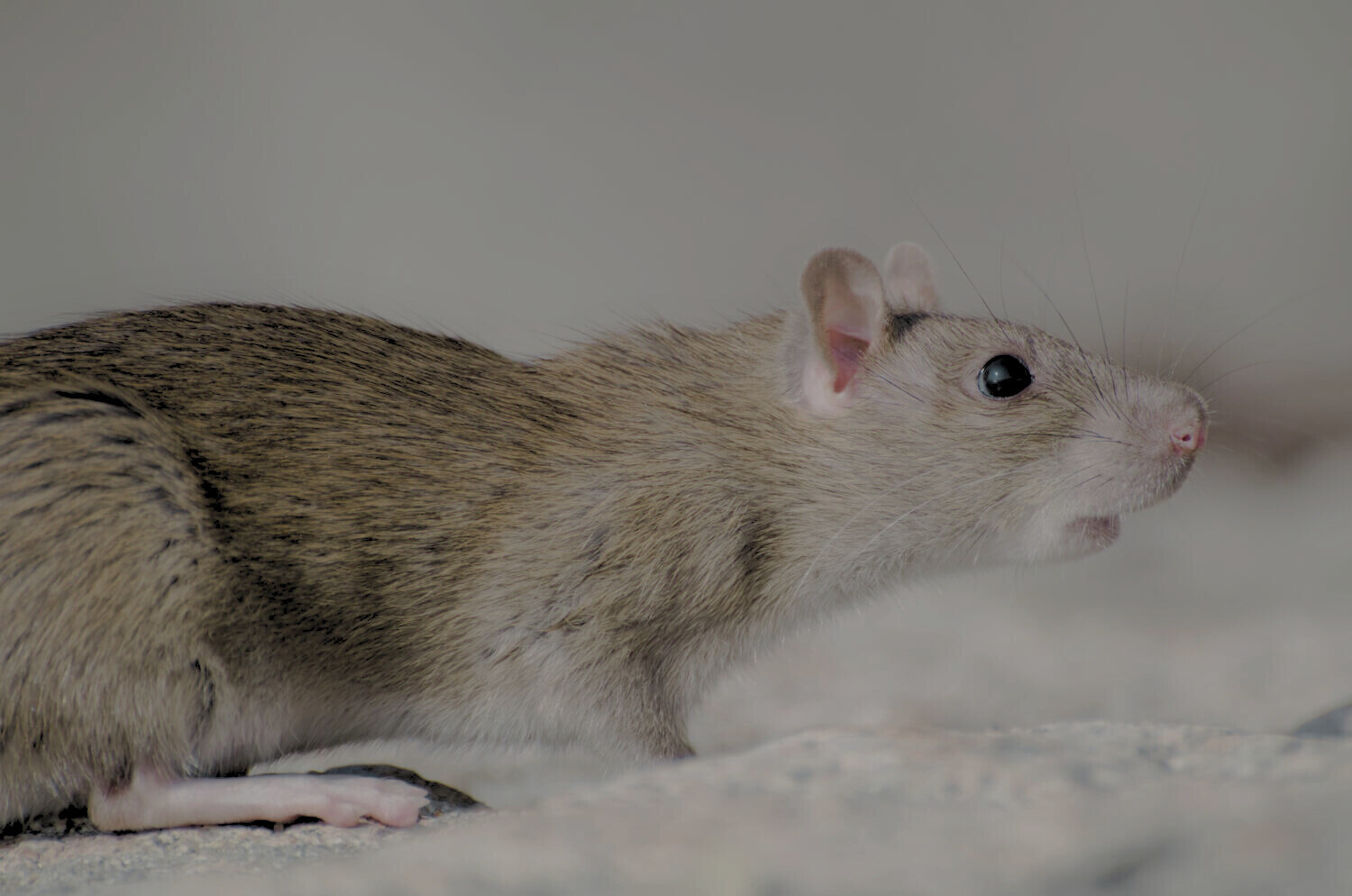 How to stay in control of capacity when planning animal studies